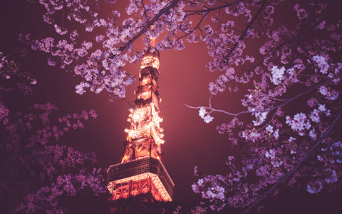 TOKYO SPRING BLOSSOMS GICLEE CANVAS ART PRINT POSTER